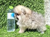 Pomeranian  Boo Yavrular Majyajsiz Fönsüz