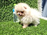 Pomeranian  Boo Yavrular Majyajsiz Fönsüz