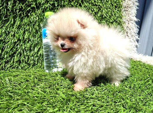 Pomeranian  Boo Yavrular Majyajsiz Fönsüz görsel