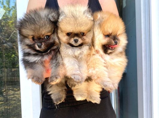 Pomeranian  Boo Yavrular Majyajsiz Fönsüz görsel