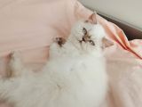 British Longhair Point Erkek