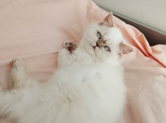 British Longhair Point Erkek görsel