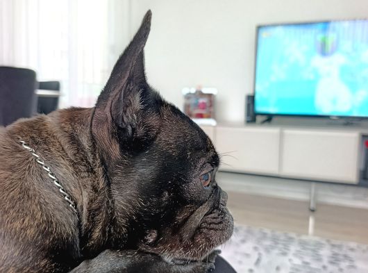 Evcil Kopek görsel