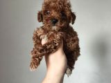 Aşılı Poodle Bebekler