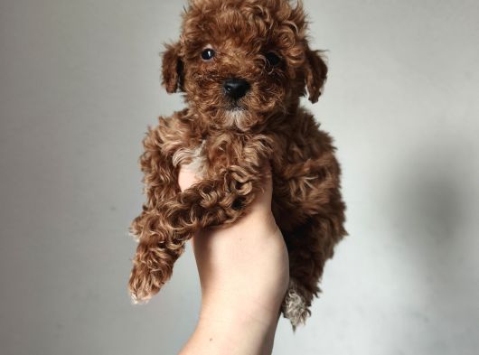 Aşılı Poodle Bebekler görsel