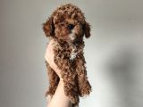 Aşılı Poodle Bebekler