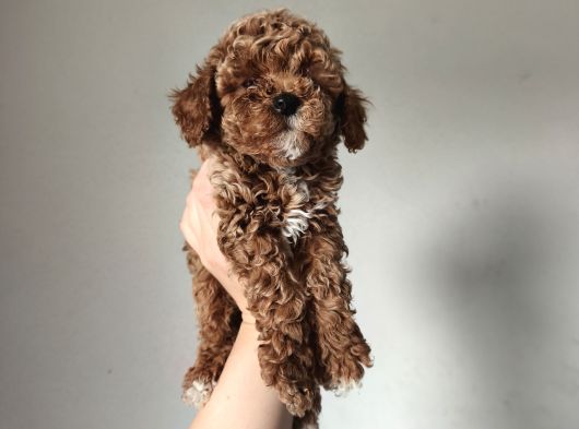 Aşılı Poodle Bebekler görsel