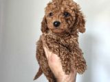 Aşılı Poodle Bebekler