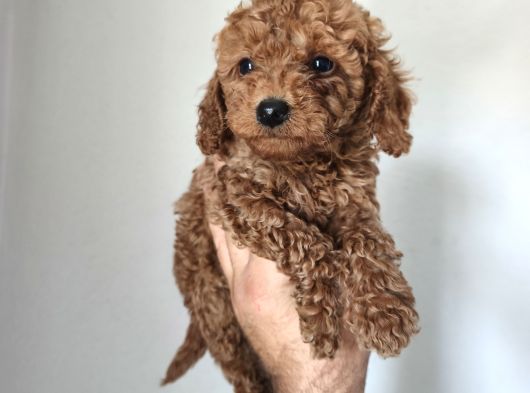 Aşılı Poodle Bebekler görsel