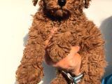 Aşılı Poodle Bebekler
