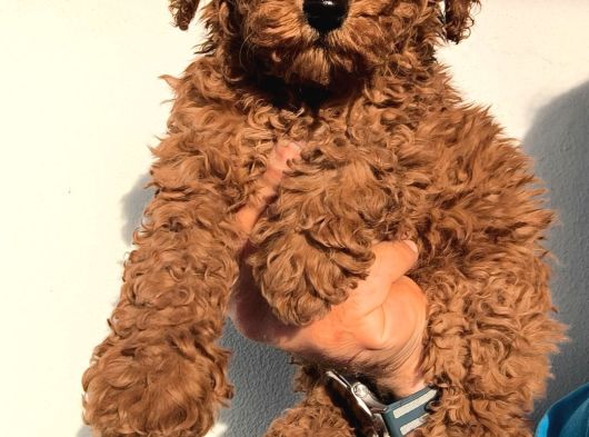 Aşılı Poodle Bebekler görsel