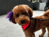 Maltipo Cins Köpek