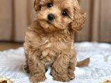 Malti̇poo Ci̇nsi̇ Yavrular Ev Üreti̇mi̇
