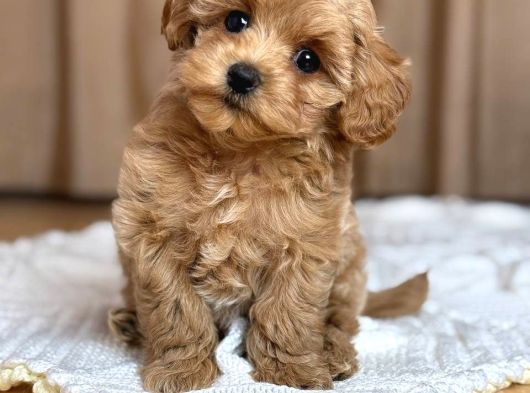 Malti̇poo Ci̇nsi̇ Yavrular Ev Üreti̇mi̇ görsel
