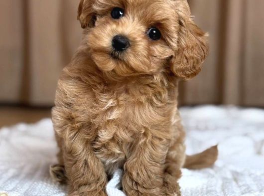 Malti̇poo Ci̇nsi̇ Yavrular Ev Üreti̇mi̇ görsel
