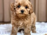 MALTİPOO CİNSİ YAVRULAR EV ÜRETİMİ