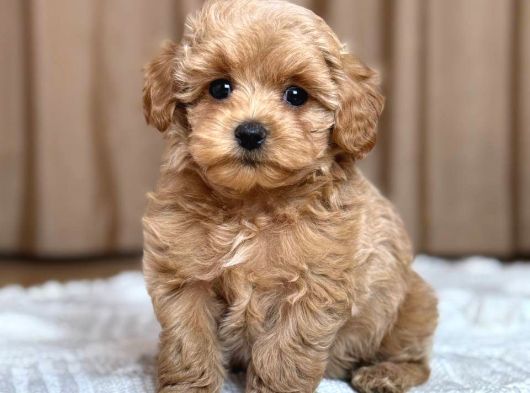 Malti̇poo Ci̇nsi̇ Yavrular Ev Üreti̇mi̇ görsel