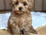 Malti̇poo Ci̇nsi̇ Yavrular Ev Üreti̇mi̇