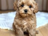 Malti̇poo Ci̇nsi̇ Yavrular Ev Üreti̇mi̇