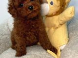 Toy Poodle Sevi̇mli̇ Yavrular Ev Üreti̇mi̇