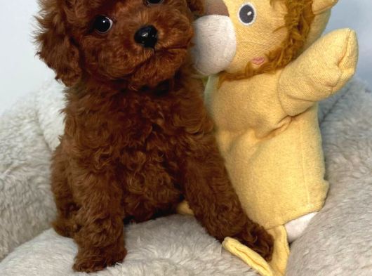 Toy Poodle Sevi̇mli̇ Yavrular Ev Üreti̇mi̇ görsel