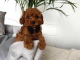 Toy Poodle Sevi̇mli̇ Yavrular Ev Üreti̇mi̇