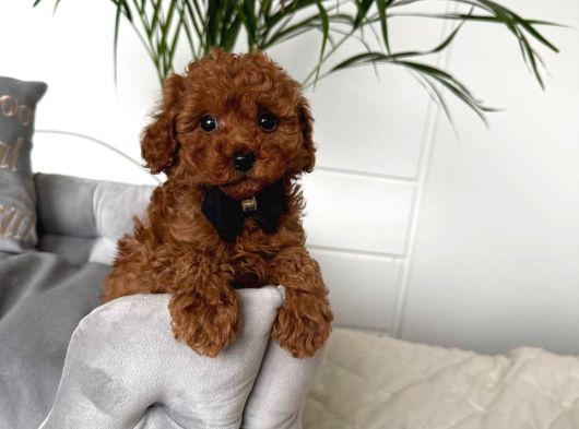 Toy Poodle Sevi̇mli̇ Yavrular Ev Üreti̇mi̇ görsel