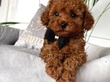 Toy Poodle Sevi̇mli̇ Yavrular Ev Üreti̇mi̇