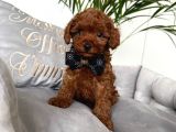 Toy Poodle Sevi̇mli̇ Yavrular Ev Üreti̇mi̇