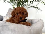 TOY POODLE SEVİMLİ YAVRULAR EV ÜRETİMİ