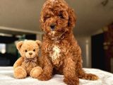 Toy Poodle Bebeklerimiz
