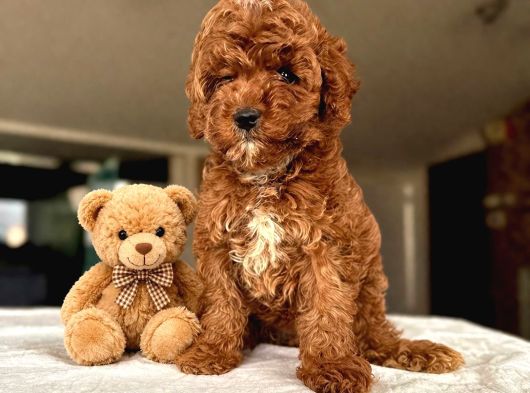 Toy Poodle Bebeklerimiz görsel