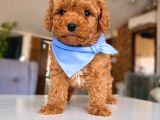 Toy Poodle Bebeklerimiz
