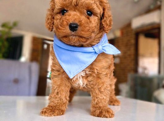 Toy Poodle Bebeklerimiz görsel