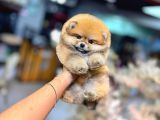 Pomerri̇an Boo Sevi̇mli̇ Yavrular