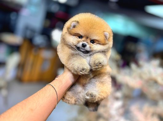Pomerri̇an Boo Sevi̇mli̇ Yavrular görsel