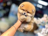 Pomerri̇an Boo Sevi̇mli̇ Yavrular