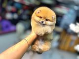 POMERRİAN BOO SEVİMLİ YAVRULAR