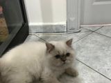 British Longhair Point Erkek