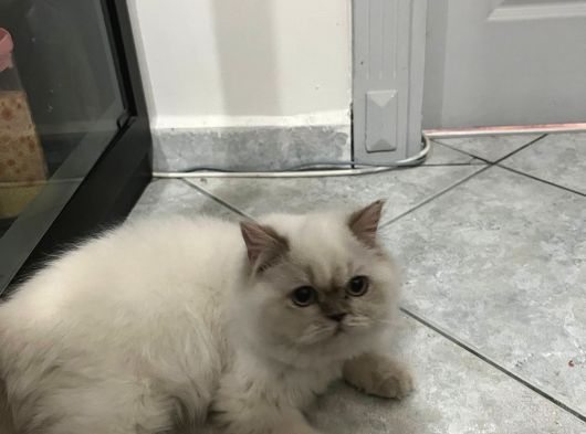 British Longhair Point Erkek görsel