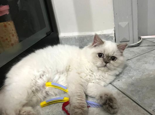 British Longhair Point Erkek görsel