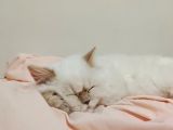 British Longhair Point Erkek