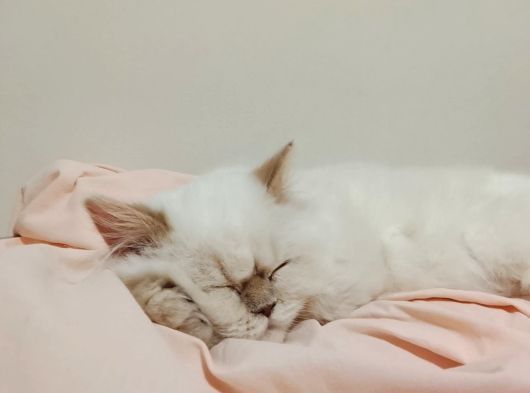 British Longhair Point Erkek