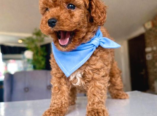 Toy Poodle Bebeklerimiz görsel