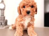 MALTİPOO CİNSİ YAVRULAR EV ÜRETİMİ