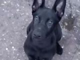 3 aylık yavru Belçika malinois