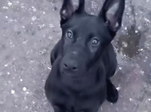 3 Aylık Yavru Belçika Malinois