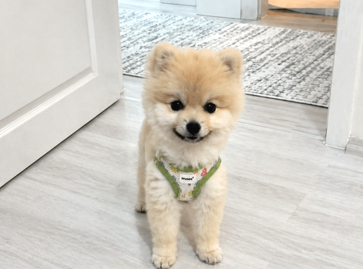 1 Yaşında Cipli Pomerian Boo Aşıları Tamamladı Ped Eğitimli