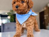 Toy Poodle Bebeklerimiz