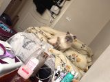 Ücretsi̇z Erkek British Shorthair